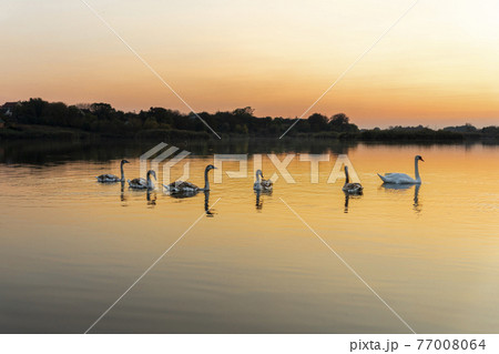 Swans on the lake in nature at beautiful sunset 77008064