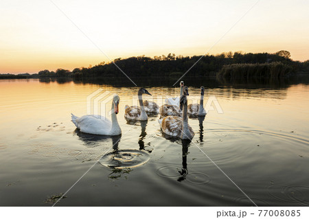 Swans on the lake in nature at beautiful sunset 77008085