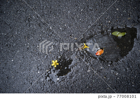 雨上がりの濡れた道路 雨上がりの濡れた道路 77008101