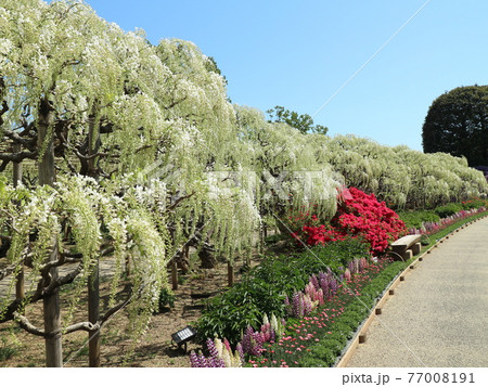 足利フラワーパーク その4 足利フラワーパーク その4 77008191