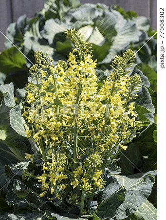 キャベツの花 77008302