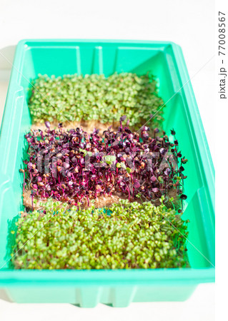 Close-up of micro-greenery of basil, arugula and other plants at home. Close-up of micro-greenery of basil, arugula and other plants at home. 77008567