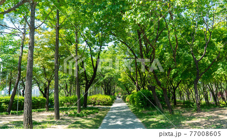 公園 歩道 一本道 77008605