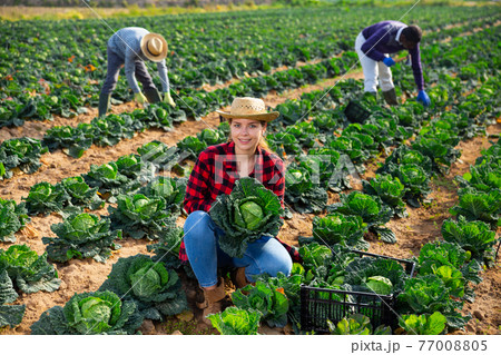 Female farmer puts cabbage in plastic box for sale in market Female farmer puts cabbage in plastic box for sale in market 77008805