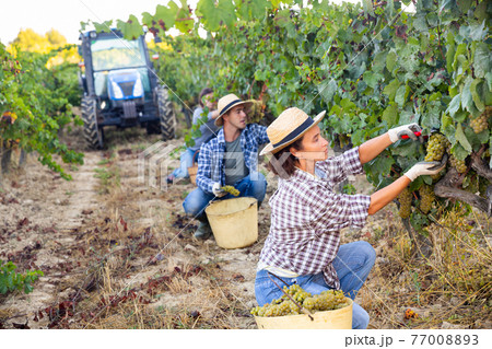 Young woman winemaker picking harvest of grapes in vineyard Young woman winemaker picking harvest of grapes in vineyard 77008893