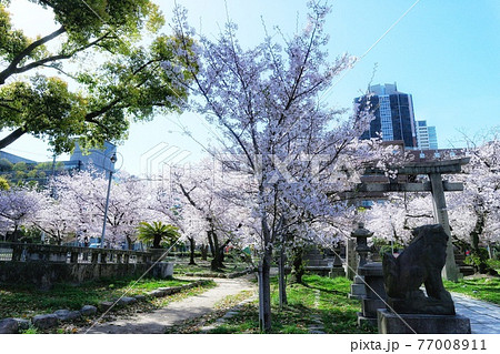 大阪 土佐稲荷神社 大阪 土佐稲荷神社 77008911