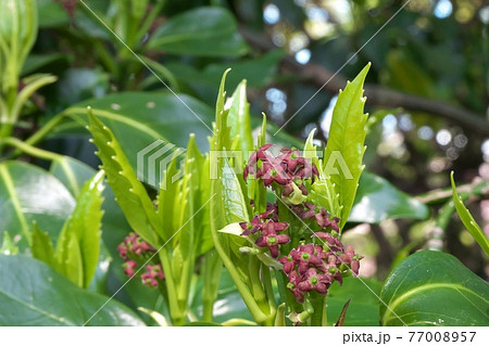 春の訪れ　アオキの花（雌花）と若葉　 77008957