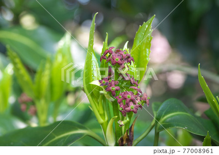 アオキの花(雌花)とスクスク伸びる若葉 春の訪れ アオキの花(雌花)とスクスク伸びる若葉 春の訪れ 77008961