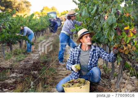 Male farmer harvesting ripe white grapes in vineyard Male farmer harvesting ripe white grapes in vineyard 77009016