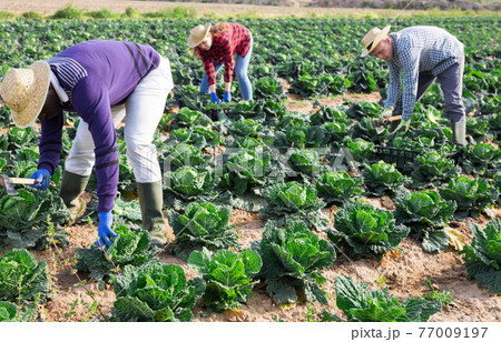 Agricultural workers harvesting ripe savoy cabbage on farm field 77009197