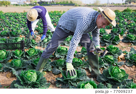 Man farmer picking green cabbage at a vegetable farm Man farmer picking green cabbage at a vegetable farm 77009237