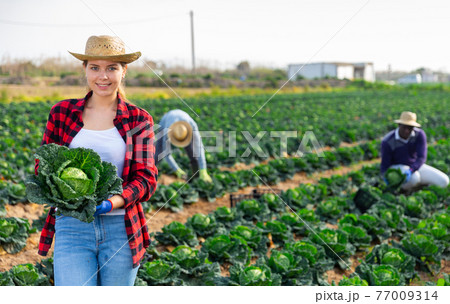 Smiling young female farmer harvesting savoy cabbage Smiling young female farmer harvesting savoy cabbage 77009314