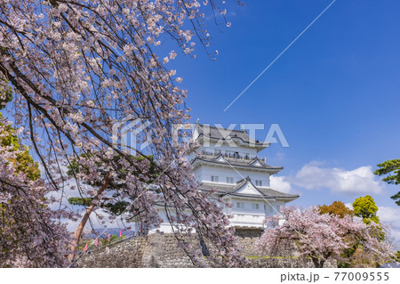 桜と小田原城 77009555