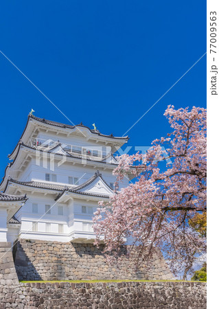 桜と小田原城 77009563