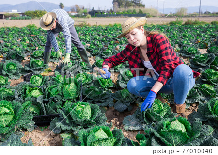 Young female farmer harvesting fresh savoy cabbage 77010040