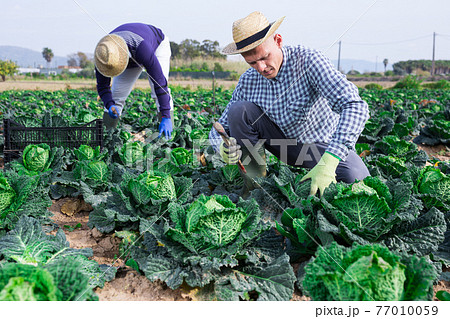 Man farmer picking green cabbage at a vegetable farm 77010059