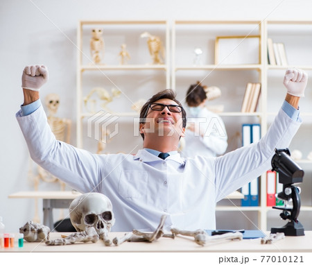 Professor studying human skeleton in lab Professor studying human skeleton in lab 77010121