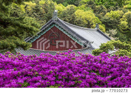 寺院 花 ツツジ 77010273