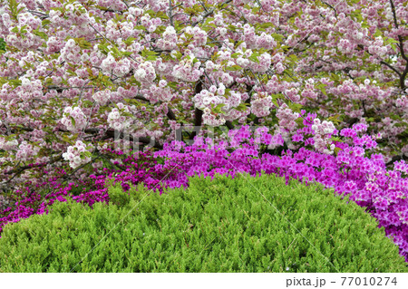 寺院 花 ツツジ 77010274