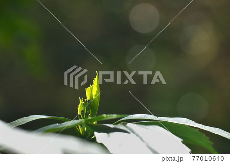 春の陽ざしを浴びて光るアオキの若葉　3月 77010640