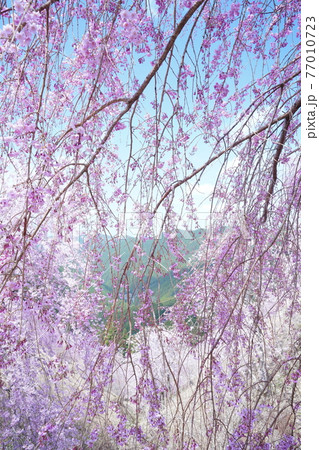 桜咲く山里 桜咲く山里 77010723