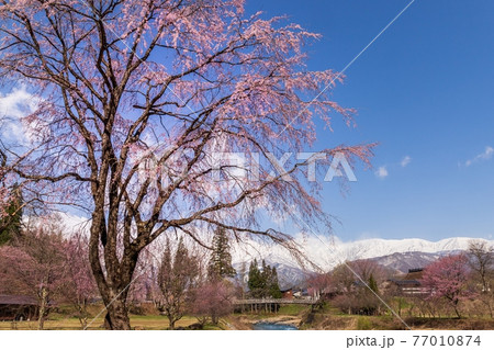 大出公園から桜と雪をかぶった北アルプス 大出公園から桜と雪をかぶった北アルプス 77010874