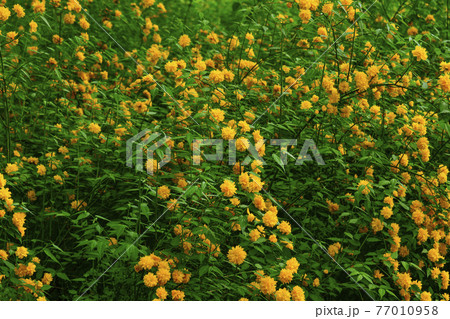 韓国 寺院 花 77010958