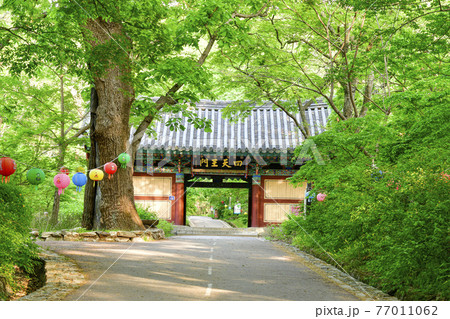 寺院 木 道路 77011062