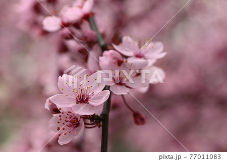 Branches of blossoming cherry. Background in spring on nature outdoors. Pink sakura flowers in springtime. Branches of blossoming cherry. Background in spring on nature outdoors. Pink sakura flowers in springtime. 77011083