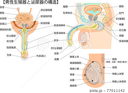 男性生殖器　構造　日本語　イラスト　 77011142