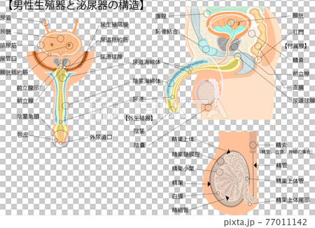 男性生殖器　構造　日本語　イラスト　 77011142