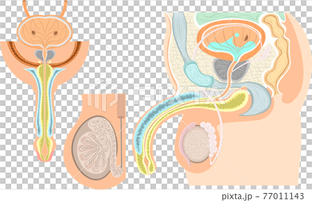 男性生殖器　構造　イラスト 77011143