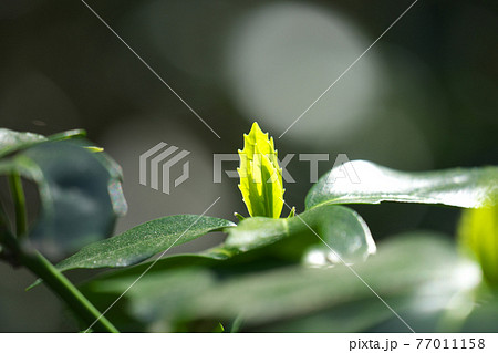 春の陽ざしを浴びて綺麗に光るアオキの若葉　3月 77011158