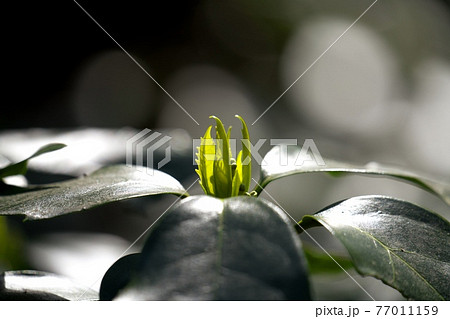 春の陽ざしを浴び輝くアオキの若葉　3月 77011159