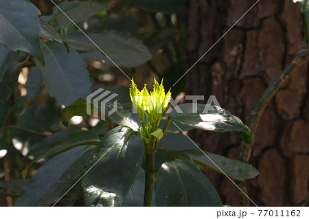 春の陽ざしを浴びてキラキラ光るアオキの若葉　3月 77011162