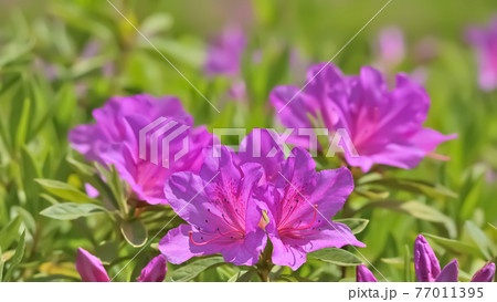 サツキの花 77011395