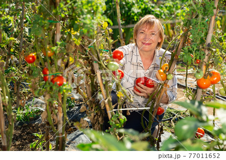 Happy mature woman with harvest of tomatoes in the garden 77011652