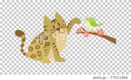 猫のイラスト　ねこ　ネコ　cat　動物　ベンガル 77011866