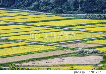 田園風景 77012048