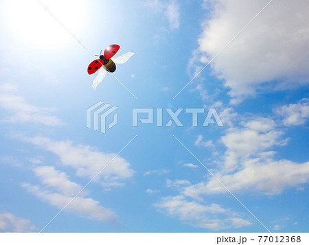 クローバーとテントウ虫。（エコイメージ） 77012368