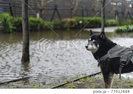 豪雨のあとに水没した道路 77012688