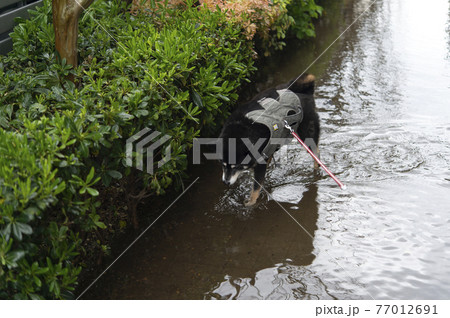 豪雨のあとに水没した道路を歩く黒柴犬 77012691
