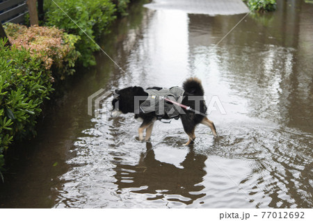 豪雨のあとに水没した道路を歩く黒柴犬 77012692