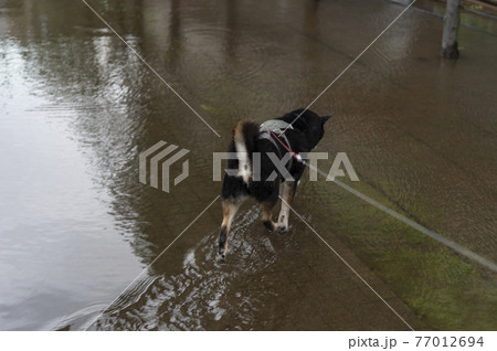 豪雨のあとに水没した道路 77012694