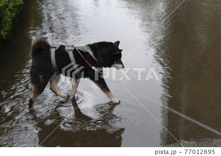 豪雨のあとに水没した道路 77012695