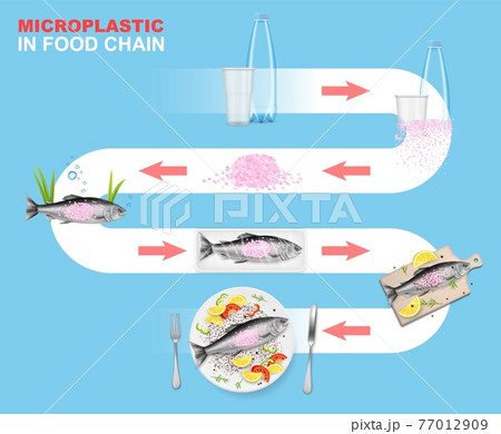 Microplastic in food chain vector infographic. Marine environment. Plastic waste impact on aquatic animals and seafood. 77012909