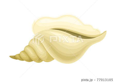Seashell As Hard Marine Snail Shell Vector のイラスト素材