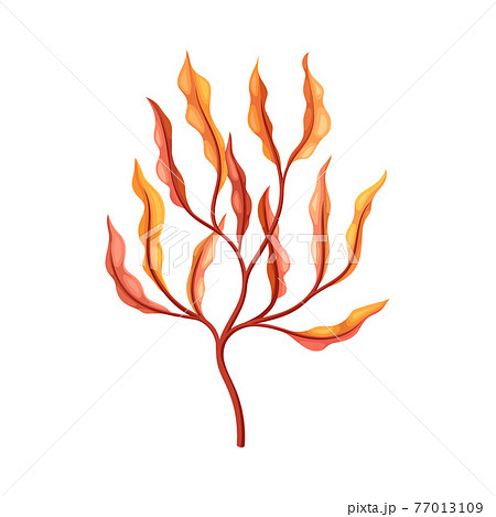 Coral as Marine Invertebrate from Ocean Bottom Vector Illustration Coral as Marine Invertebrate from Ocean Bottom Vector Illustration 77013109