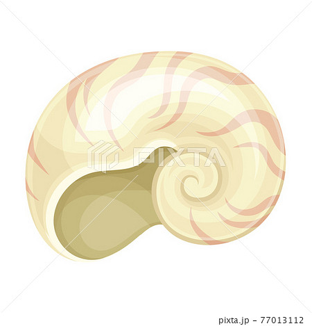 Seashell As Hard Marine Snail Shell Vector のイラスト素材