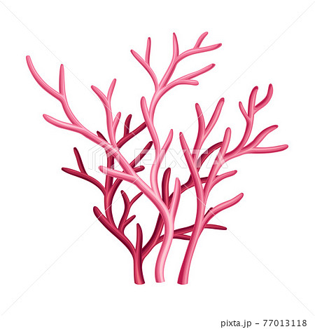 Purple Coral as Marine Invertebrate from Ocean Bottom Vector Illustration 77013118